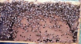  Worker response to smoke: abandon brood, fill honey stomach with honey; photo by Dewey M. Caron
